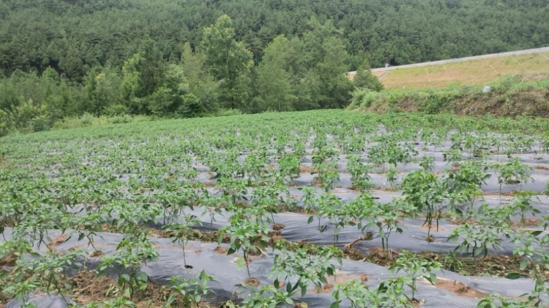 鲜二荆条，薄皮，四川雁江区本地现货，种植10年，好品质