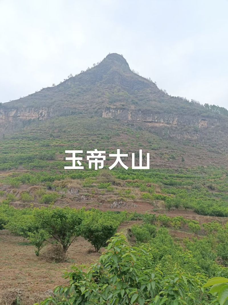樱桃🍒🍒熟了