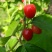樱桃🍒🍒熟了