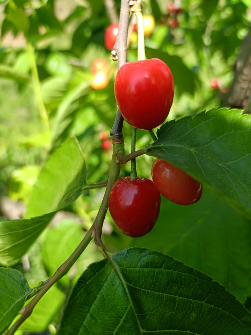 樱桃🍒🍒熟了
