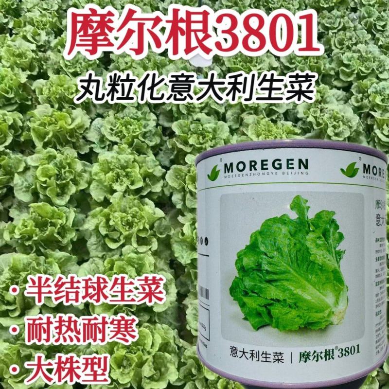 摩尔根3801生菜种子意大利生菜种籽包衣丸粒化半结球生菜