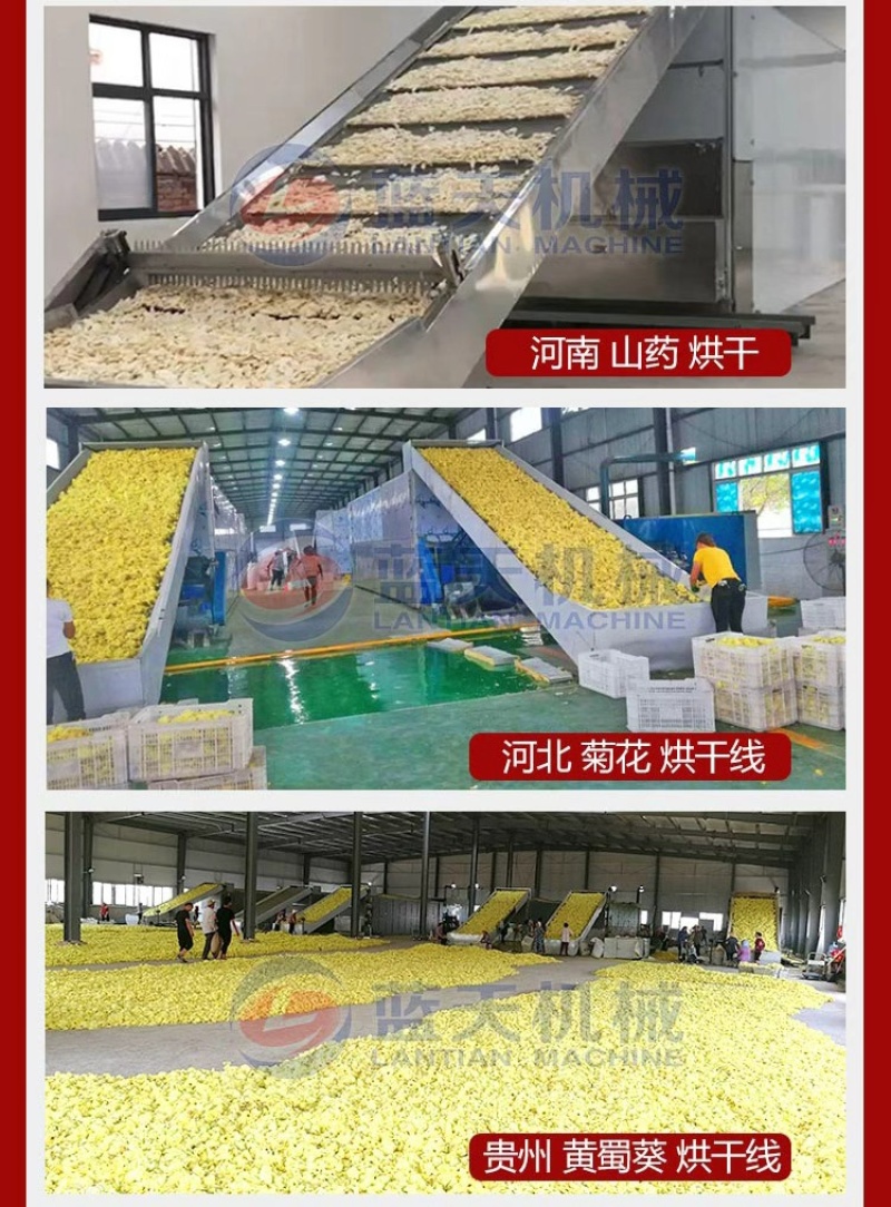 网带草果烘干机红草果烘干设备草果仁草果子老蔻干燥机