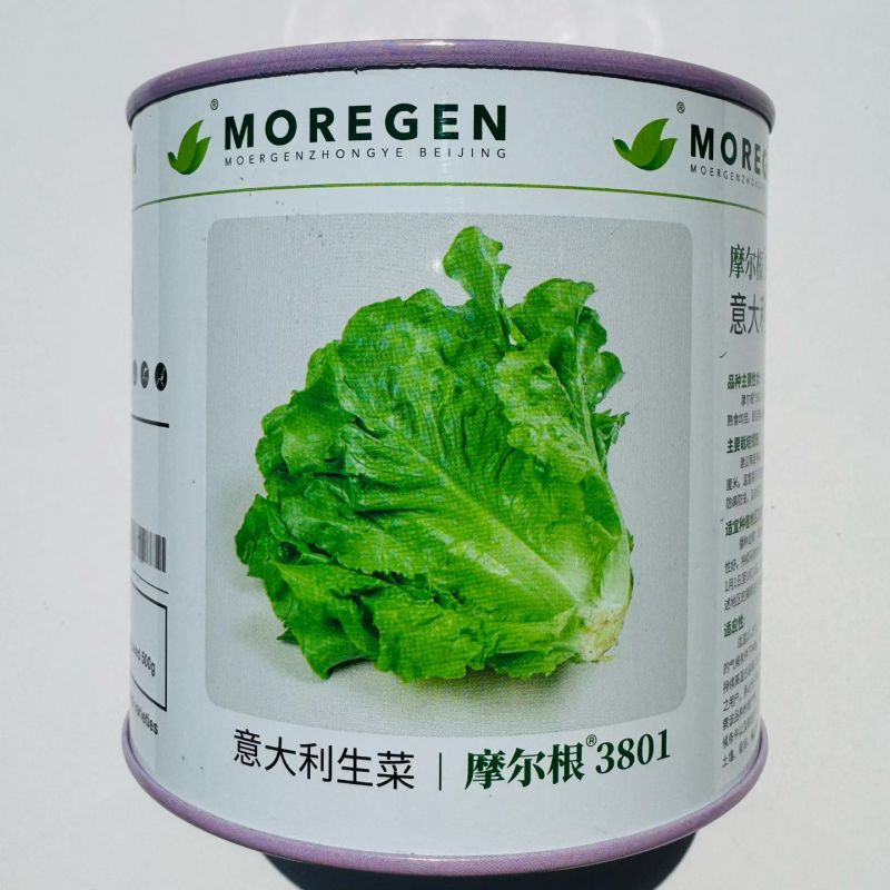 摩尔根3801生菜种子意大利生菜种籽包衣丸粒化半结球生菜