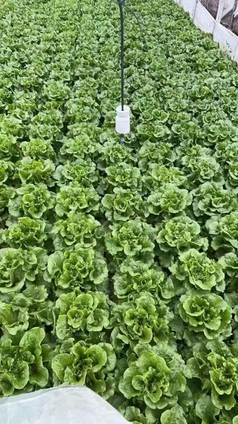 摩尔根3801生菜种子意大利生菜种籽包衣丸粒化半结球生菜