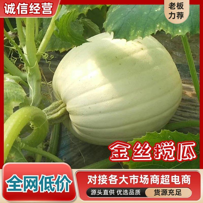 金丝搅瓜大量上市，对接市场档口，电商商超，量大从优