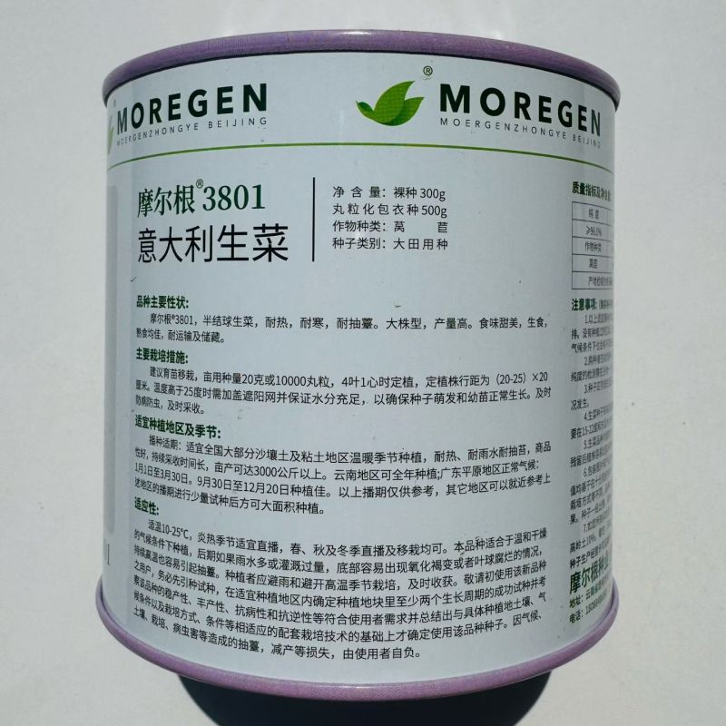 摩尔根3801生菜种子意大利生菜种籽包衣丸粒化半结球生菜