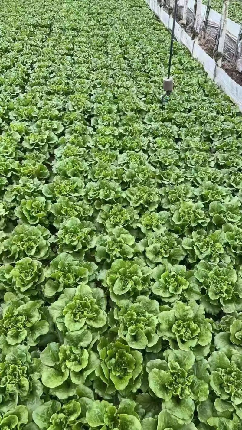 摩尔根3801生菜种子意大利生菜种籽包衣丸粒化半结球生菜