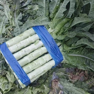 红叶莴荀