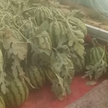 美都西瓜