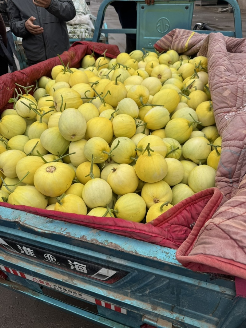 冰糖蜜，星甜二十，大黄冰糖脆，冰糖子薄皮瓜甜度高！
