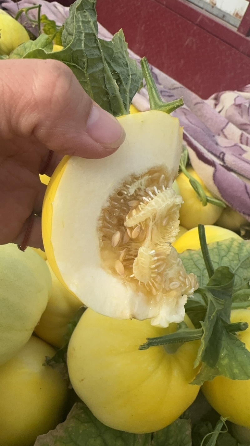 冰糖蜜，星甜二十，大黄冰糖脆，冰糖子薄皮瓜甜度高！