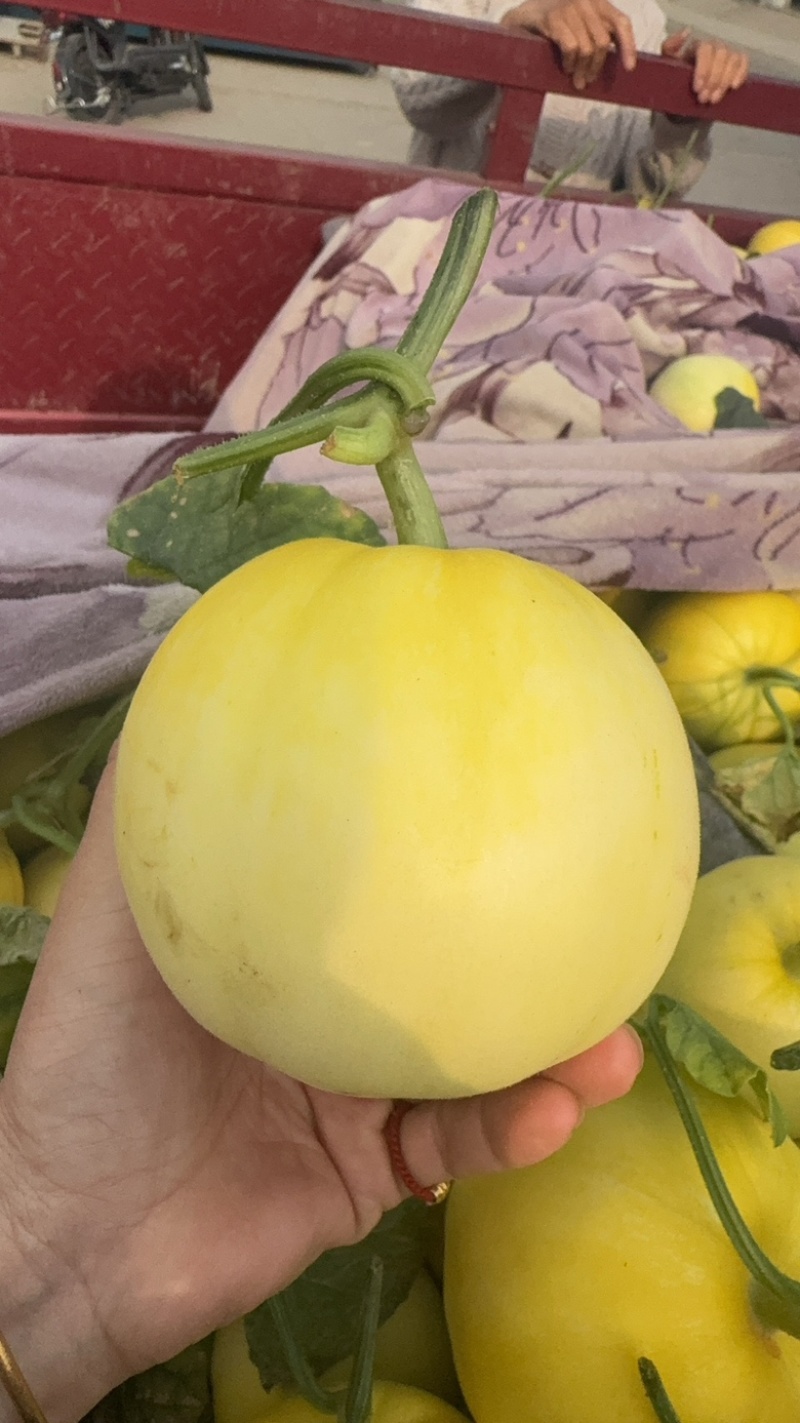 冰糖蜜，星甜二十，大黄冰糖脆，冰糖子薄皮瓜甜度高！