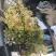 贵州野生刺老芽