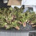 贵州野生刺老芽
