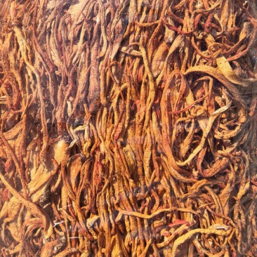 虫草花/北虫草/蛹虫草/精选好货/量大可商议，全国包邮