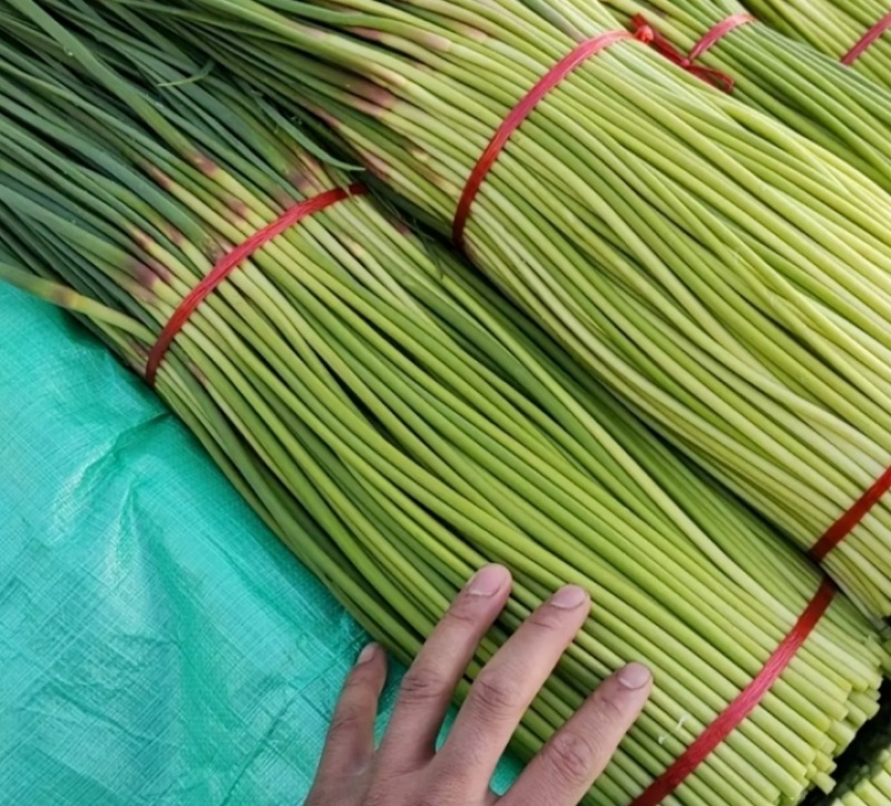 精品红帽蒜苔