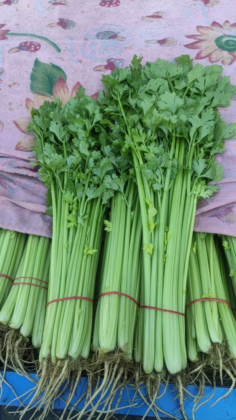 香芹芹菜安徽基地直发对接全国保质保量一条龙服务