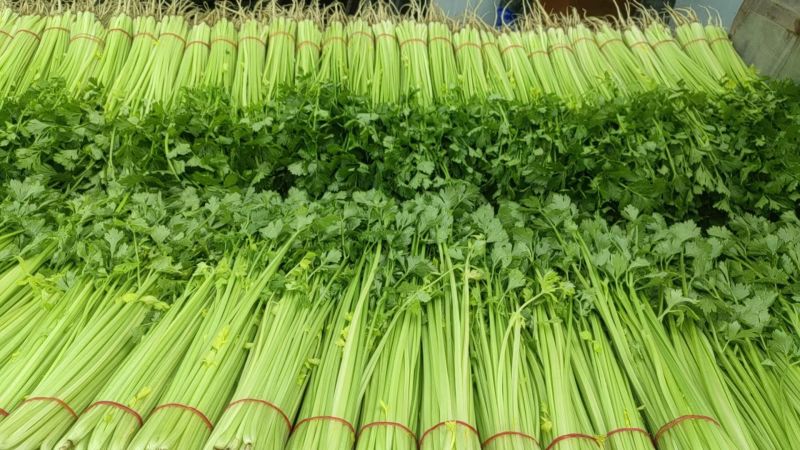 香芹芹菜安徽基地直发对接全国保质保量一条龙服务