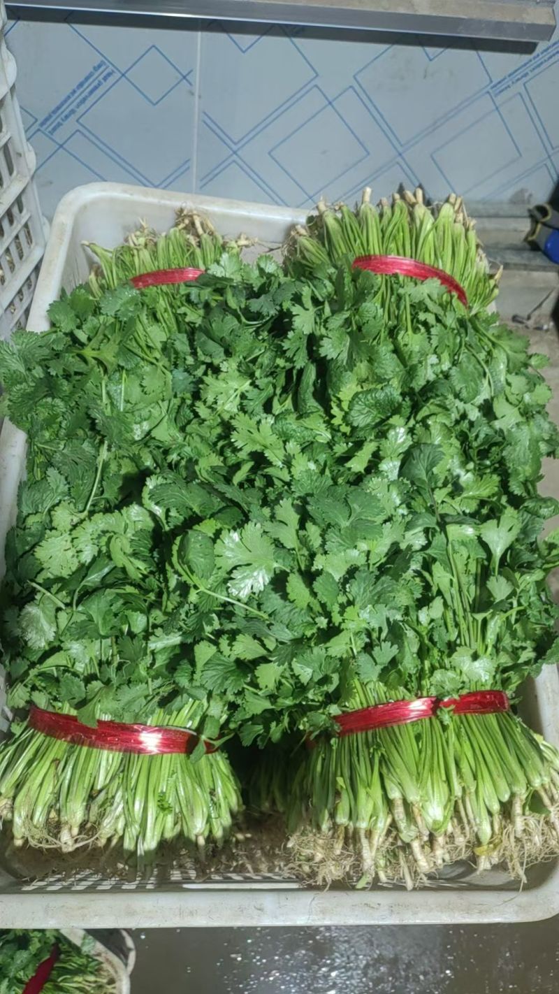 大叶香菜安辉基地直发对接全国量大从优一条龙服务