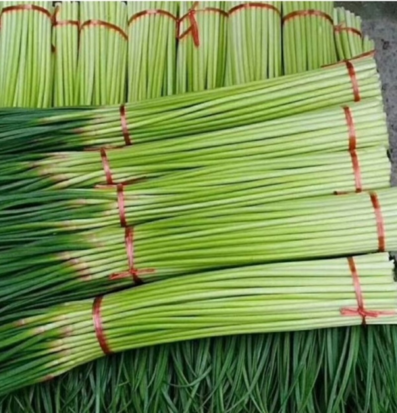 蒜薹