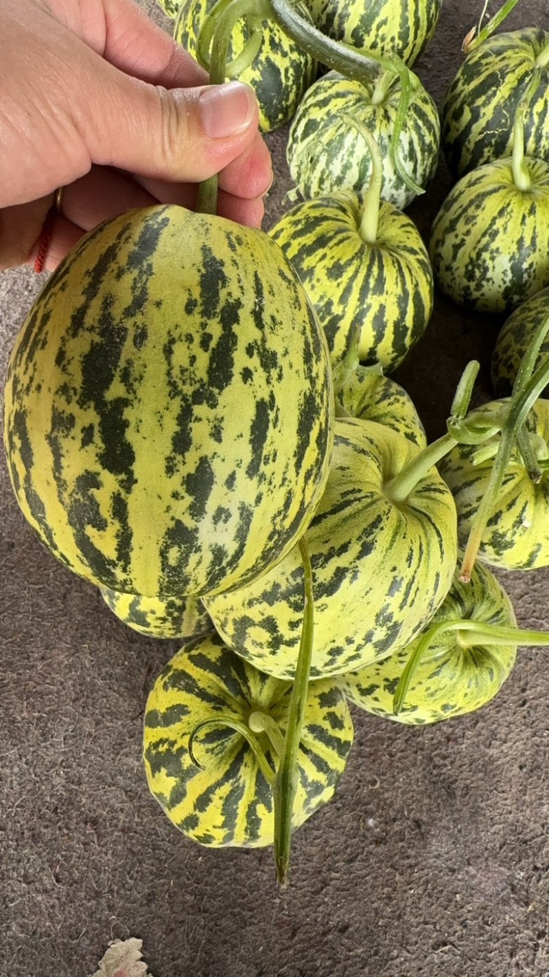 河南甜瓜，花美人，花蕾甜瓜，脆甜，产地直供！
