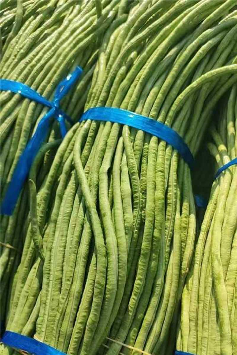长豆角自家种植全国发货欢迎老板联系
