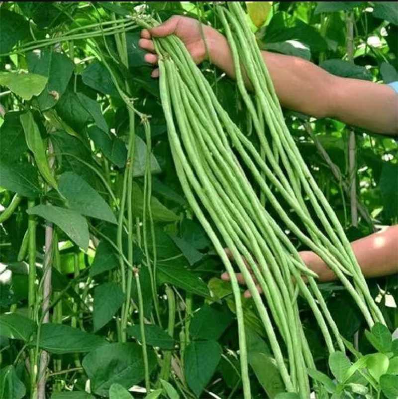 长豆角自家种植全国发货欢迎老板联系