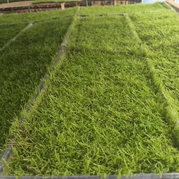 苔藓植物大灰藓草皮微景观雨林缸盆栽园艺假山铺面趣味造景