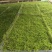 苔藓植物大灰藓草皮微景观雨林缸盆栽园艺假山铺面趣味造景