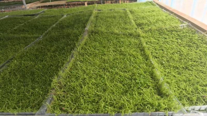 苔藓植物大灰藓草皮微景观雨林缸盆栽园艺假山铺面趣味造景