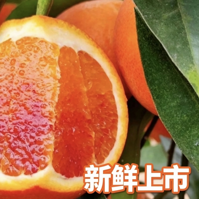 重庆万州玫瑰香橙血橙产地直发一手货源当季新鲜现摘