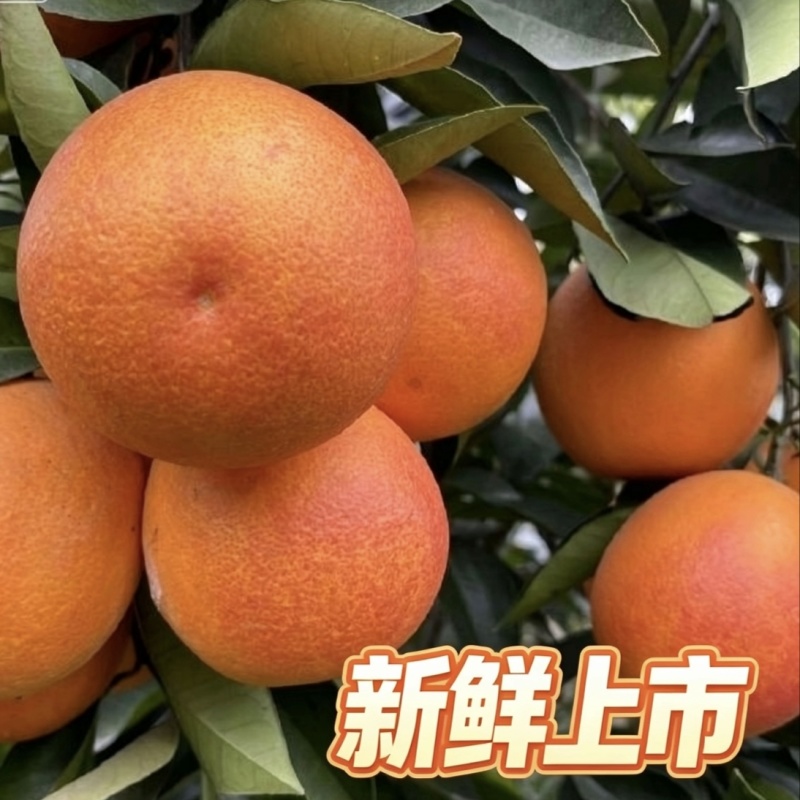 重庆万州玫瑰香橙血橙产地直发一手货源当季新鲜现摘