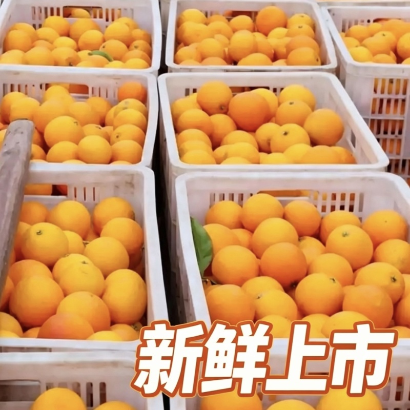重庆万州玫瑰香橙血橙产地直发一手货源当季新鲜现摘