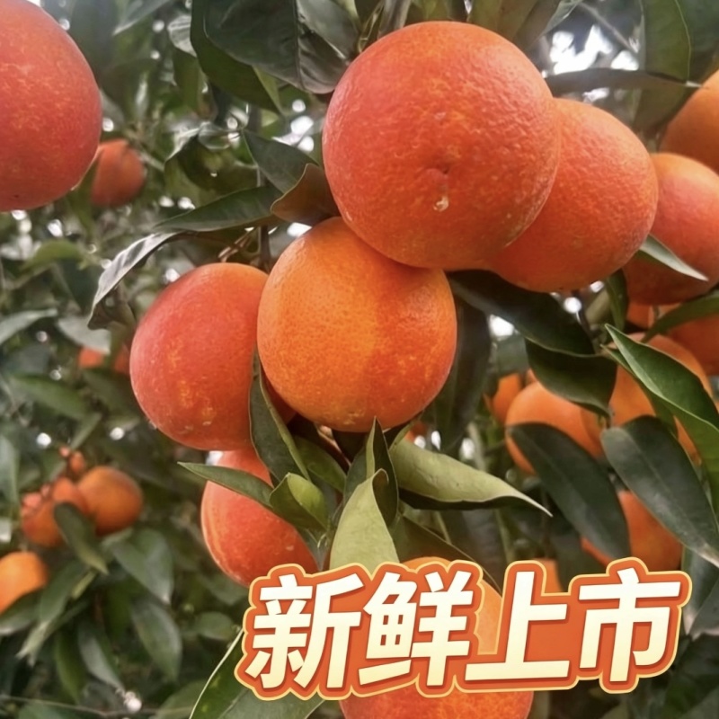 重庆万州玫瑰香橙血橙产地直发一手货源当季新鲜现摘