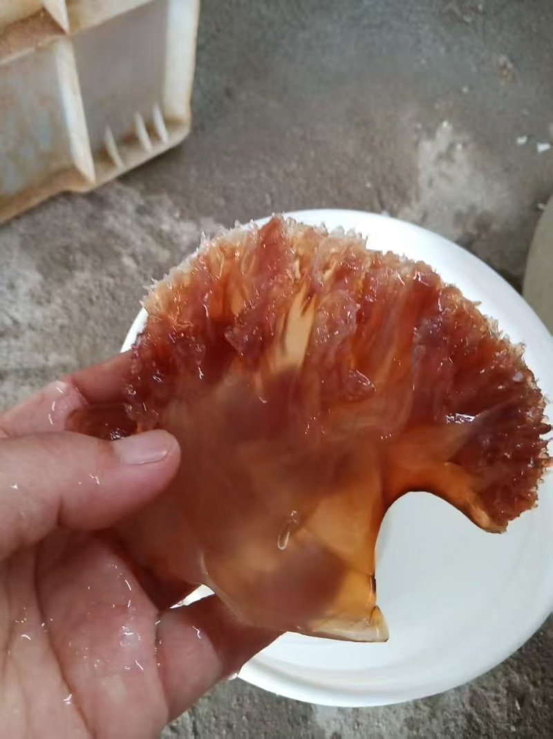 渤海湾海蜇头叶片海蜇红头叶片品质保证量大从优