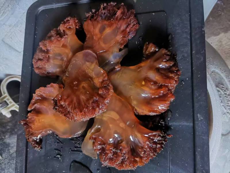 渤海湾海蜇头叶片海蜇红头叶片品质保证量大从优