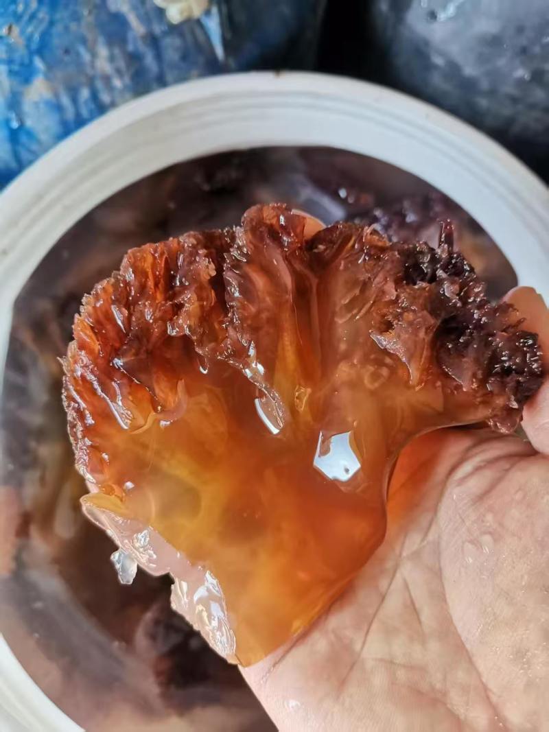 渤海湾海蜇头叶片海蜇红头叶片品质保证量大从优