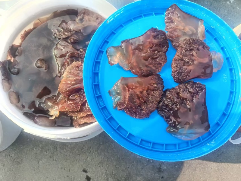 渤海湾海蜇头叶片海蜇红头叶片品质保证量大从优
