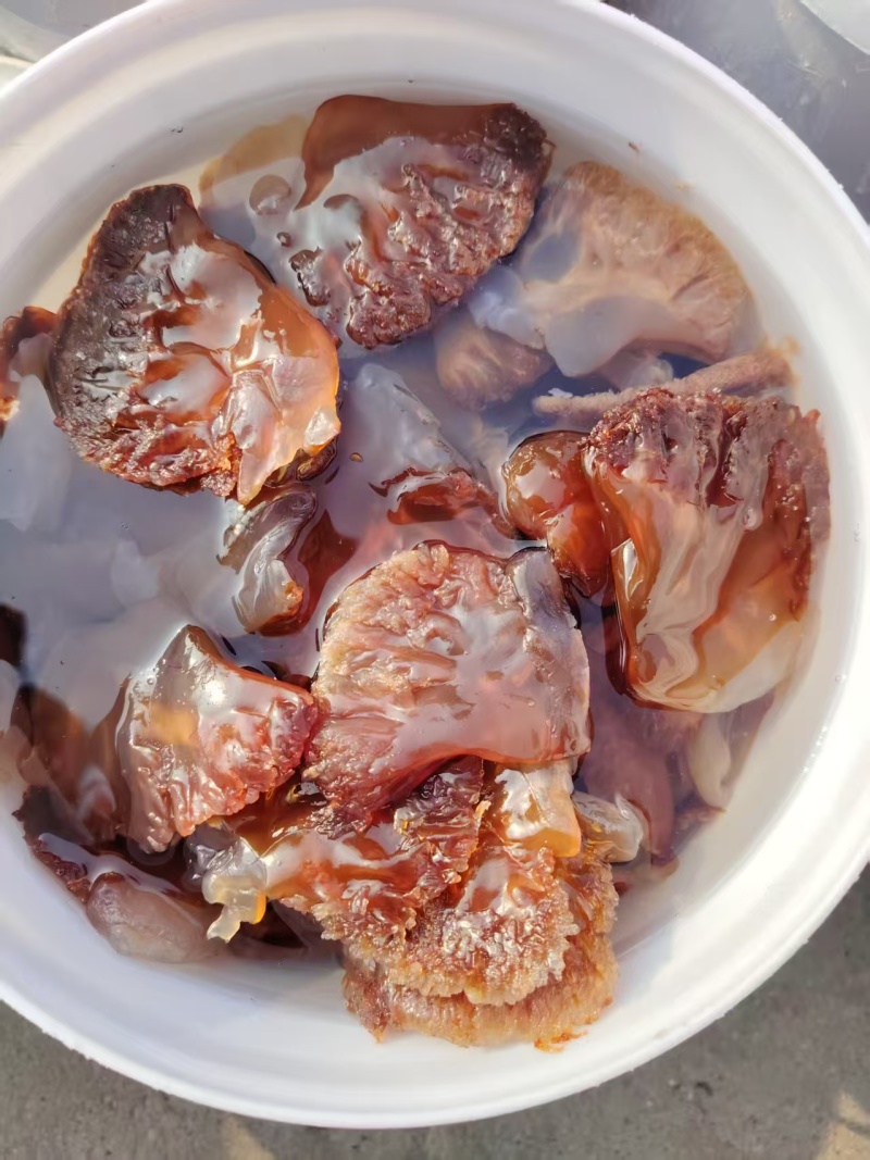 渤海湾海蜇头叶片海蜇红头叶片品质保证量大从优