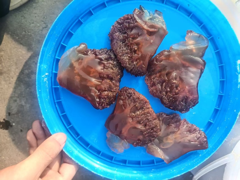 渤海湾海蜇头叶片海蜇红头叶片品质保证量大从优