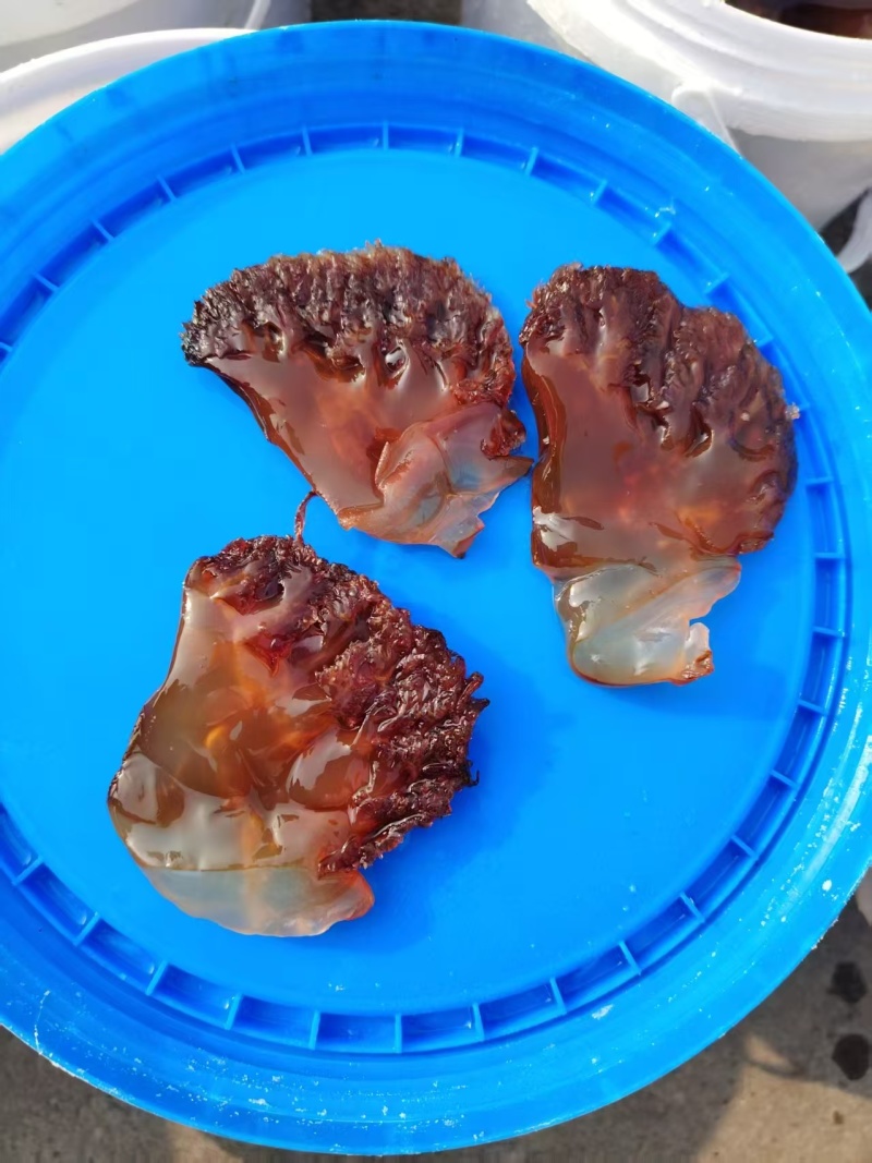 渤海湾海蜇头叶片海蜇红头叶片品质保证量大从优