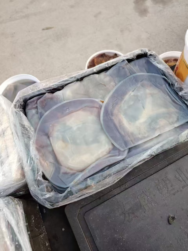 提干海蜇皮提干红皮提干波罗皮一手货源产地直供联系