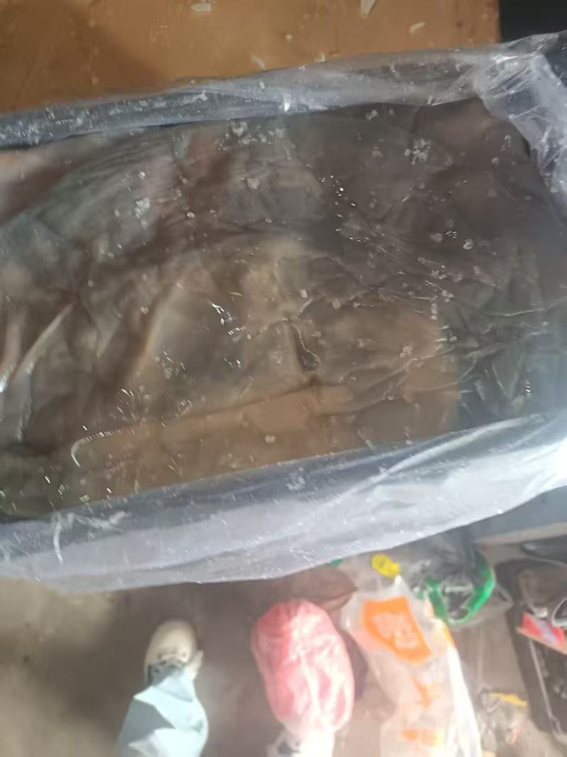 提干海蜇皮提干红皮提干波罗皮一手货源产地直供联系