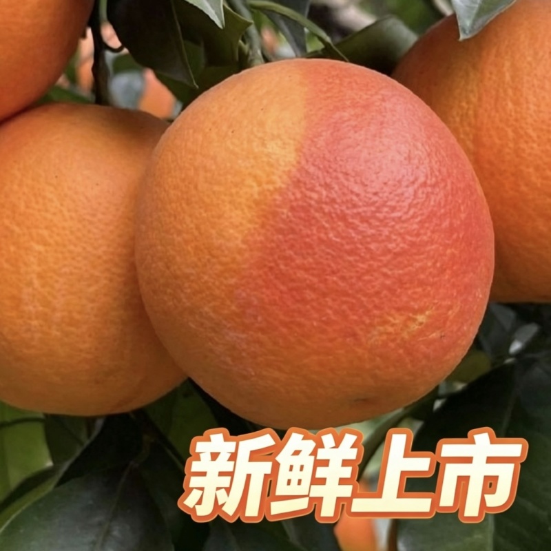 重庆万州玫瑰香橙血橙产地直发一手货源当季红心甜橙