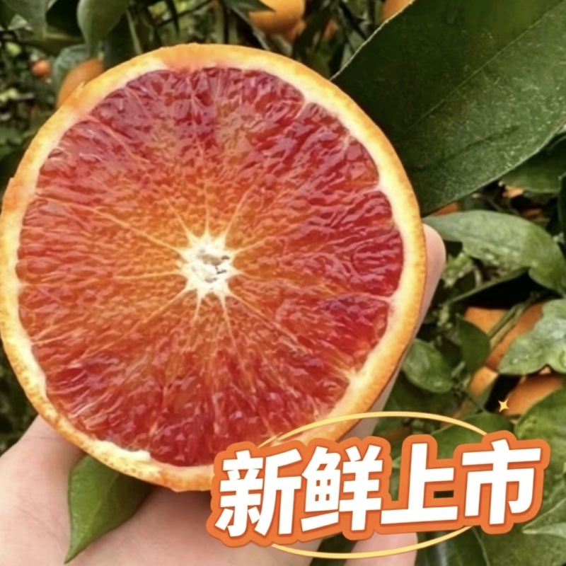 重庆万州玫瑰香橙血橙产地直发一手货源当季红心甜橙