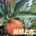 重庆万州玫瑰香橙血橙产地直发一手货源当季红心甜橙