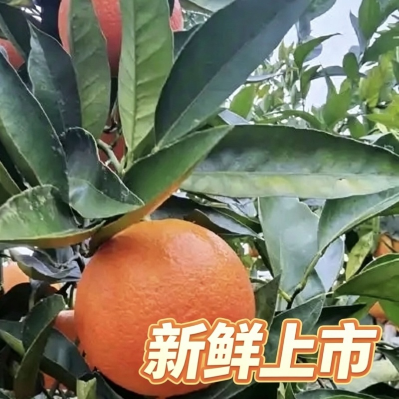 重庆万州玫瑰香橙血橙产地直发一手货源当季红心甜橙