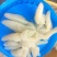 八爪蜇头海蜇头一手货源货量充足品质优良规格齐全