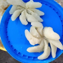 八爪蜇头海蜇头一手货源货量充足品质优良规格齐全