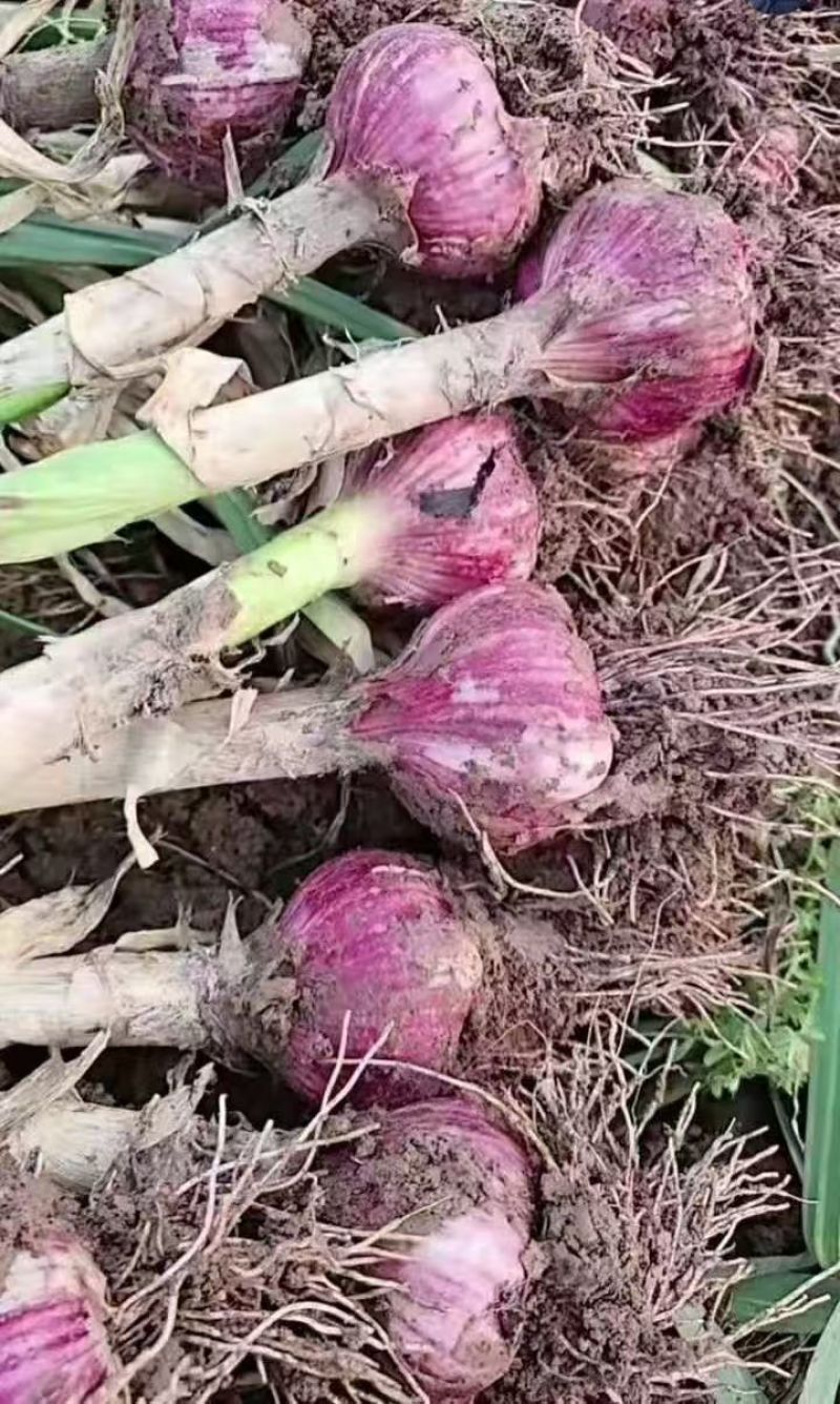 （把子蒜）紫皮蒜头/河南产地直发/大量供应/可以视频看货